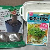 ダイソーの商品で水耕栽培をやってみた【ハイドロボール、豆苗プランター、種】